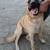 Belgian Shepherd Dog Fee $200 OBO 1 thumbnail