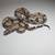 Pet Snake ( Boa Constrictor ) 1 thumbnail