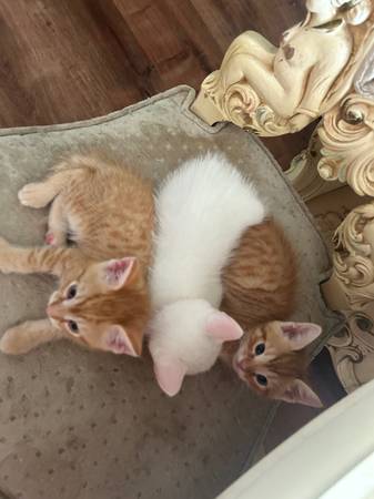 kittens for sale!! Cute cats63690119414657120