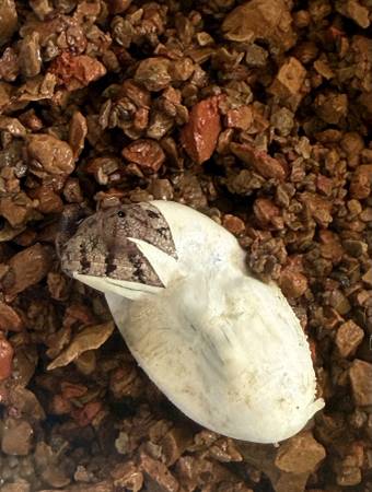 Hatch your own chameleon (Citrus Heights)63962707471490120
