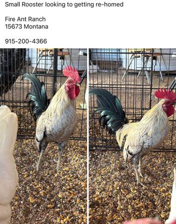 Small Rooster 1