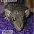Rats 18 thumbnail