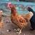 Pullets and quail cage for sale 2 thumbnail