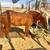 Sorrel Pony 1 thumbnail
