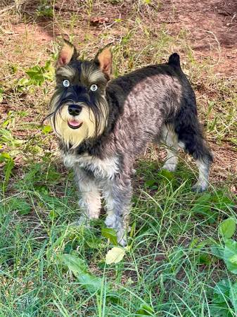 Mini Schnauzers for Rehome (Moore)63976604305026123