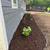 🌲🌼🌺JARELY’S LANDSCAPING & TREE SERVICE LLC🌼🌺🌳 3 thumbnail