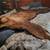Bear skin rug 5 thumbnail