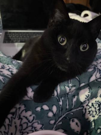 Has anyone seen my cat63857444830467122