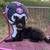 Pomeranian 2 thumbnail