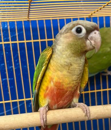 Pineapple conure (San Jose)63935759390851120