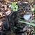 Found Grey tabby cat--actually two different tabby cats, see photos 2 thumbnail