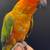 Red Factor Sun Conure 2 thumbnail