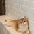 Golden British Kitten Male 2 thumbnail