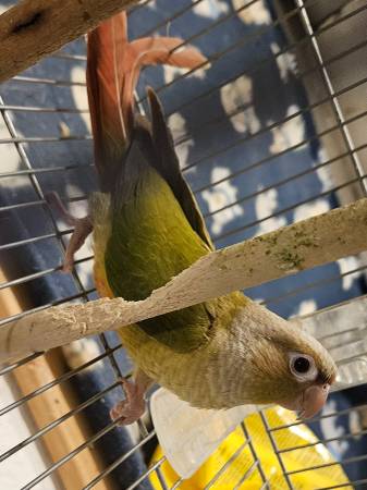 Quakers, Cockatiels and Green Cheek Conures (Marble Hill)63612039800193121
