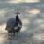 Guinea Fowl 1 thumbnail
