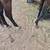 Thoroughbred Gelding 6 thumbnail