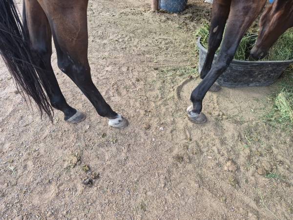 Thoroughbred Gelding (Las Cruces)572759375662950405