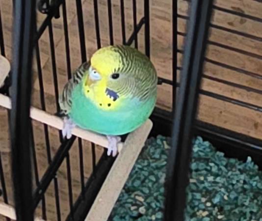 Rehoming our Parakeet - with cage and all Accessories63679359612545121