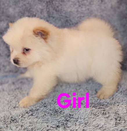 Sweet Chow Pups63690952244481123