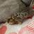 Two bengal kittens 9 thumbnail