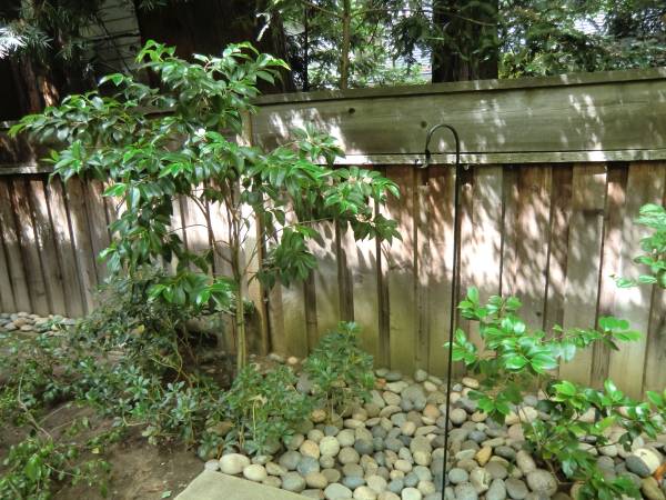 Band New Garden Lantern Sakes 1