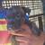 Rehoming puppies with small adoption fee 10 thumbnail