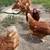 Hens 2 thumbnail