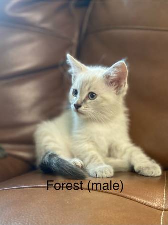 Siamese marked kittens (Grantsville MD)63901111843074122
