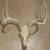 ANTLERED DEER SKULL 1 thumbnail