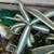 Agave Americana Medio Picta Alba Rooted Live Plant 3 thumbnail