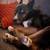 Beautiful Husky/Border Collie - Rehoming 3 thumbnail