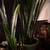 Assorted House Plants - All in Ceramic or Terracotta Pots 12 thumbnail