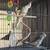 Rehoming 2 cockatiels 2 thumbnail