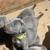 Weimaraners 1 thumbnail