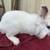 3-5 month old lion-head bunnies $35-$40 3 thumbnail