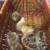 Silkie Chicks B1G1 4 thumbnail