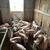 Feeder pigs 2 thumbnail