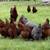 Rhode Island Red Hens / Chickens / Gallinas / Laying Hens / Pullets 3 thumbnail