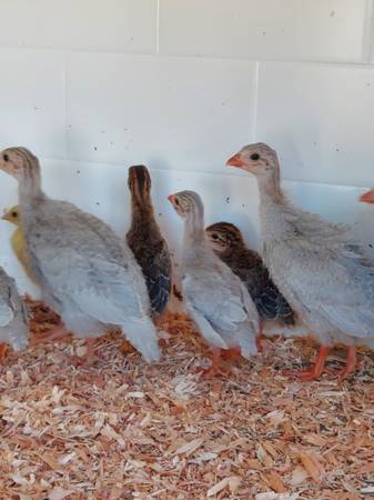 Guinea - $10 (Roy)63471460619905122