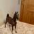 Vintage Breyer Horse Model 62 Saddlebred Weanling 2 thumbnail