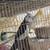 1 pair the cockatiels (no tame) 2 thumbnail
