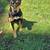 2 female dogs 2 thumbnail