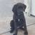 Cane corso female 1 thumbnail