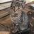 Kittens free to a good home 1 thumbnail