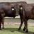 Wagyu & Wagyu Angus Cross Feeder Steers 6 thumbnail