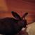 Rabbits/bunnies 8 thumbnail
