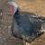 Bronze turkey hens 2 thumbnail