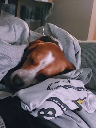 9mo old beagel (Plattsburgh)63990583954563122