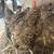 Turken pullets 2 thumbnail