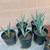 RARE AGAVE TEQUILANA BLUE WEBER AGAVE AZUL 12 thumbnail